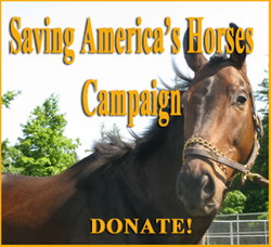 Donate to Save America's Horses